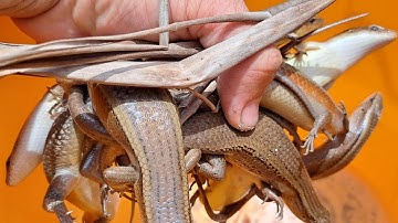 Lần Đầu Tiên Đi Thăm Lờ Cá Lóc Và Câu Rắn Mối Quá Bắt Ngờ