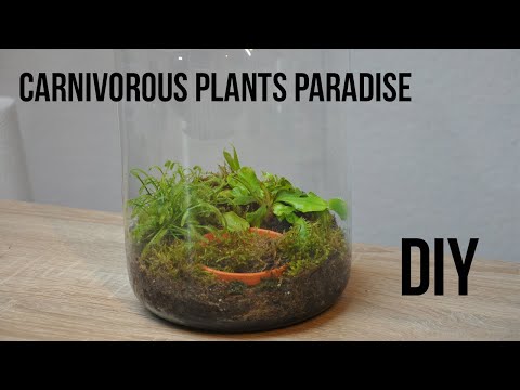 Video: Venus Flytrap (47 Duab): Kev Saib Xyuas Hauv Tsev. Yuav Ua Li Cas Loj Hlob Paj Predatory Rau Dionea? Yuav Tu Thiab Yuav Noj Venus Flytrap Li Cas?