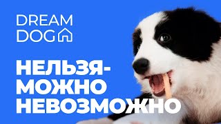 картинка: Главная ошибка в команде Фу 🐶 Почему нельзя не работает