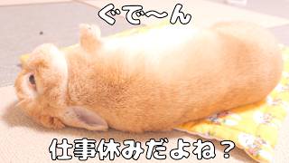 まだ仕事なのに休日だと勘違いして先にだらけ始めるウサギが可愛かった【No.1923】