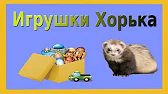 SV.Ferret club