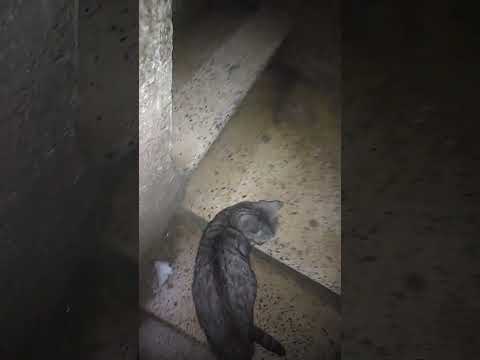 اخيرا لقيت بسابيسو سلم امي يوميات قطط بصه وبقلظ