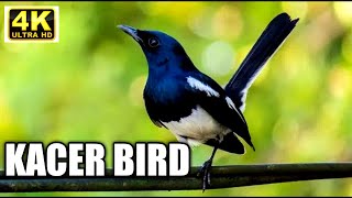 Wow!!!  Amazing Kacer Bird Chirping ( 4K ) / Full HD