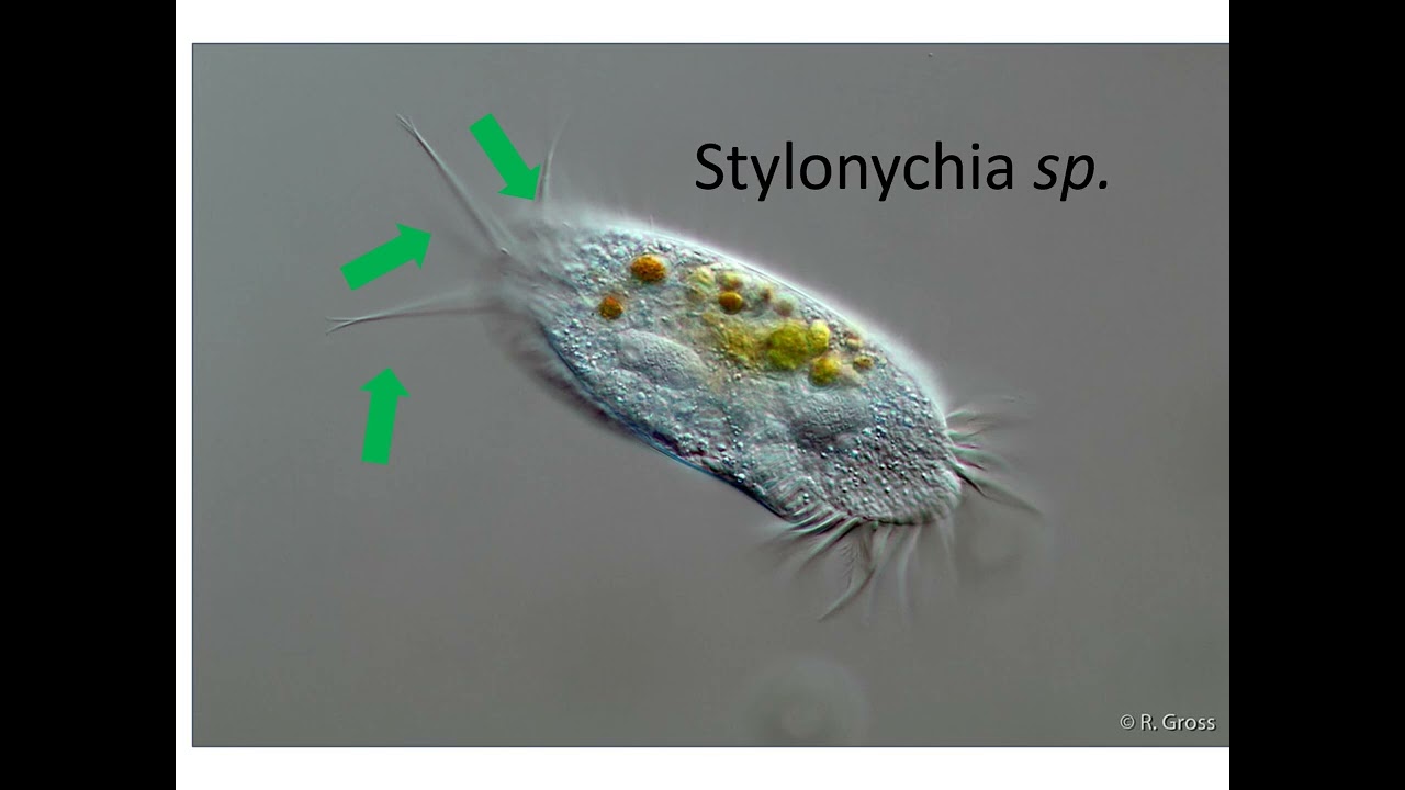 stylonychia grandisshort version