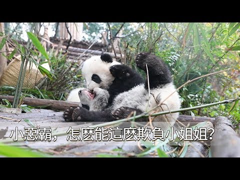 《熊貓早晚安》小惡霸，怎麽能這麽欺負小姐姐？| iPanda