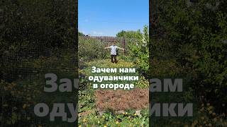 Одуванчик в огороде.