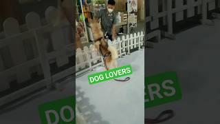 Dog Lovers - Husky Anjing Lucu I -New I