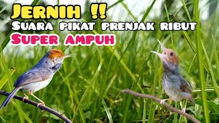 Suara Pikat Prenjak Kepala Merah Ribut Paling  Jernih Super Ampuh