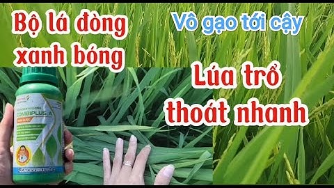 Giải pháp giúp lúa trổ thoát nhanh - Bộ lá đòng xanh bóng - Vô gạo nhanh | Cây Lúa Cần Thơ