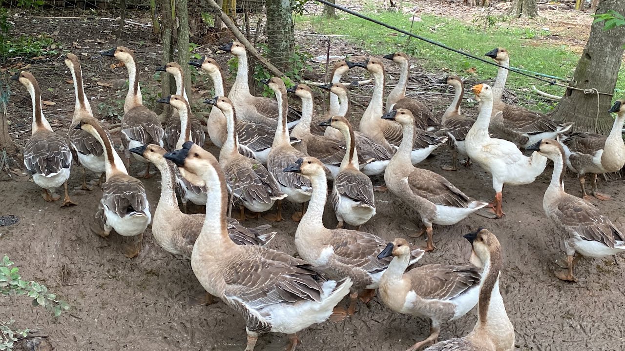 Goes need more food to grow well - Raising natural geese | Pen BunThik