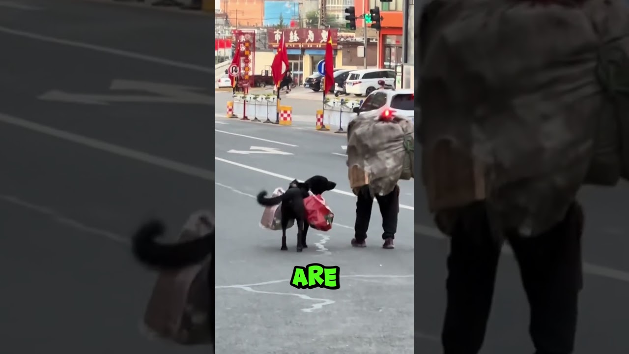 Dogs are humanity's most loyal companions