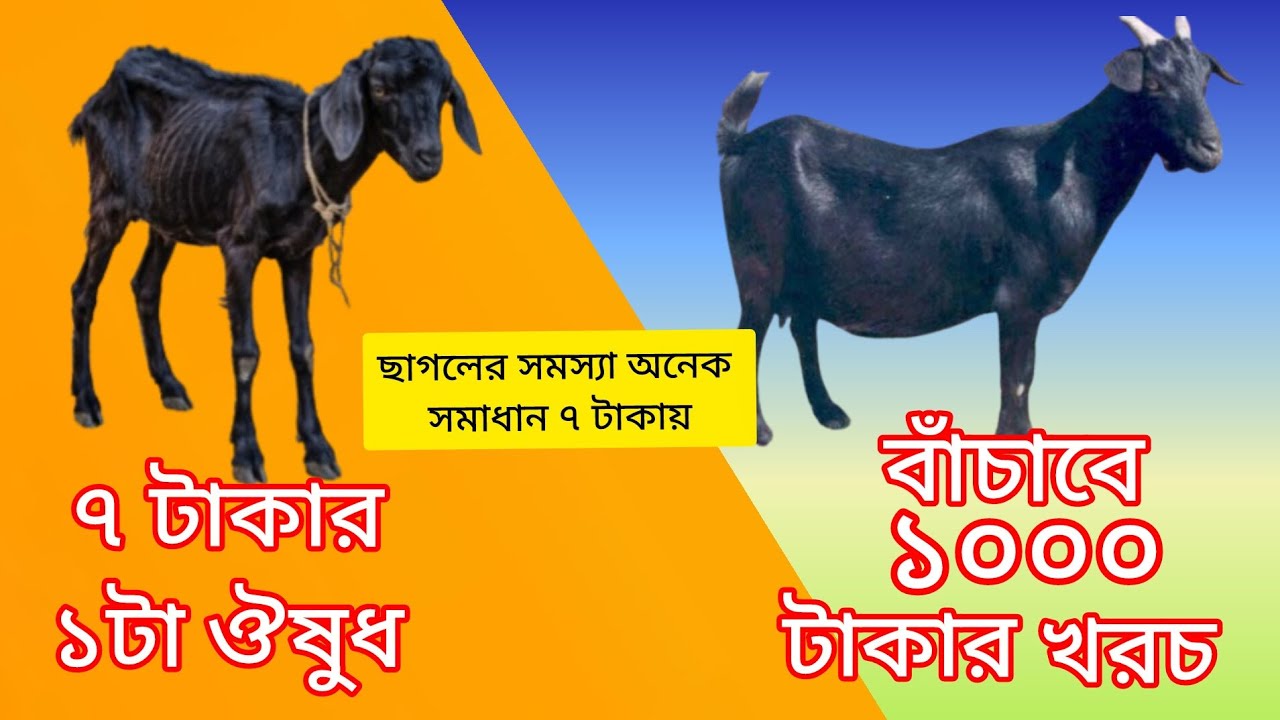 ৭ টাকার একটা ওষুধ, বাঁচাবে ১০০০ টাকার খরচ। ছাগল মোটাতাজা করনের গোপন ফর্মুলা 2026।