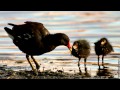 Moorhen ~ bird call