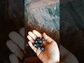 Carissa berry seeds growing at home #gardening #garden #plants