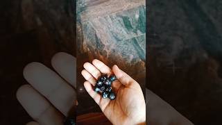 Carissa berry seeds growing at home #gardening #garden #plants
