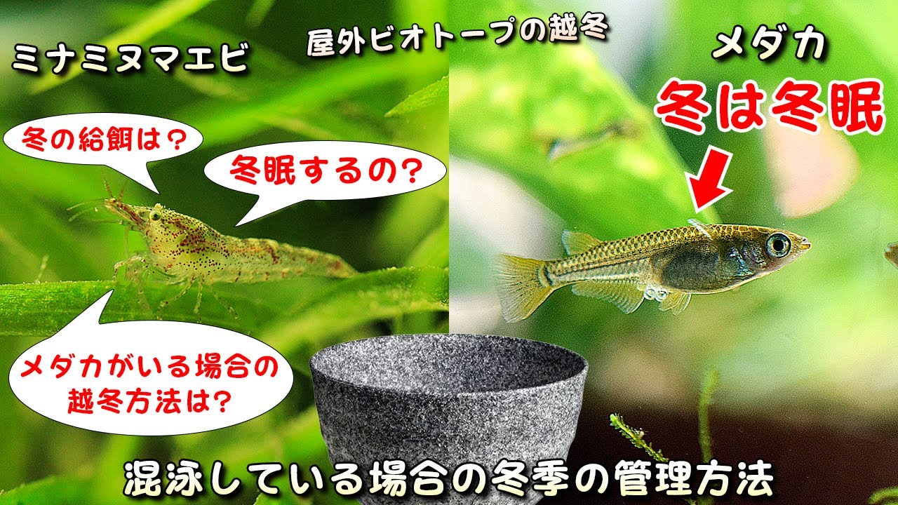冬のメダカ屋外ビオトープ ミナミヌマエビを混泳 同居 している場合の越冬 冬季の管理方法 について 初心者必見 Youtube