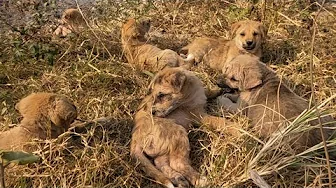 Never Get Bored Of Watching These Adorable Puppies. They Are Playing And Exploring The Garden