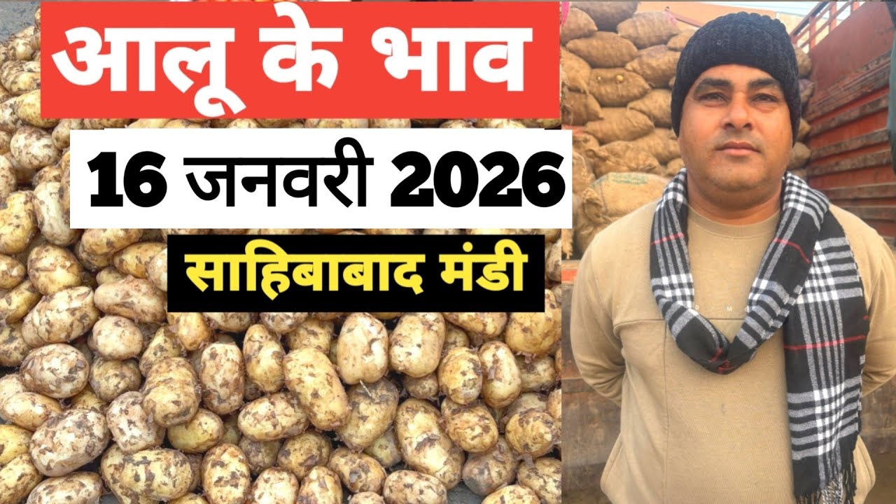 16 January 2026 🥔आलू का भाव साहिबाबाद मंडी | toady potato rates 