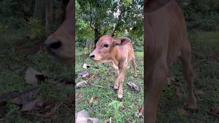 Curious Baby Calf Attacks My Camera 😂🐄 | Cute Village Moments #cow #animals #funny