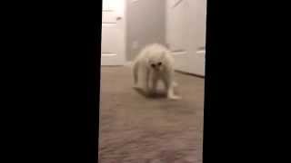 Mowgli The Spaz Cat - Runs Into the Wall
