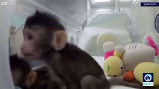 Humans could be next  China unveils world's 1st CLONED monkeys