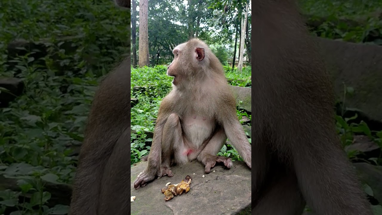 Beautiful monkey Cara  