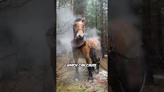 Why Do Domestic Horses Need Theie Coats Clipped But Wild Horses Dont