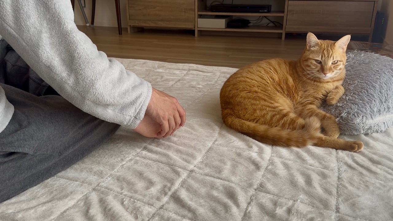 パパとくっつきたくないけどそばには居たい猫がこうなりました