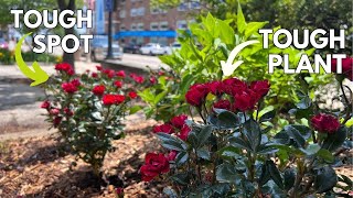 Download Lagu A tough shrub for tough conditions (Spoiler: It's a rose!) MP3 Download Lagu A tough shrub for tough conditions (Spoiler: It's a rose!) MP3