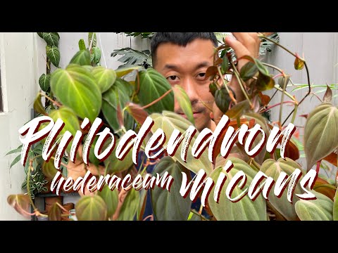 Videó: A philodendron hederaceum nőhet vízben?