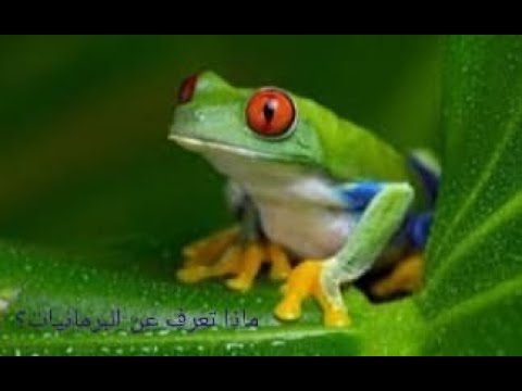 ماذا تعرف عن البرمائيات      