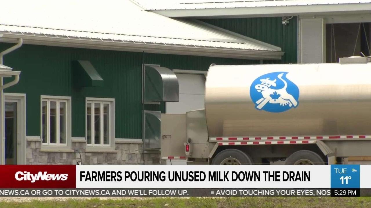 Farmers pouring unused milk down the drain YouTube