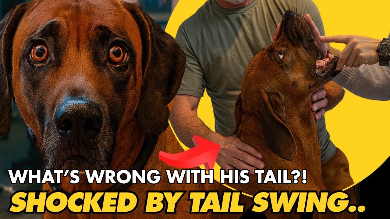 DOG'S TAIL FIXED IN ONE ADJUSTMENT! 😱🤯