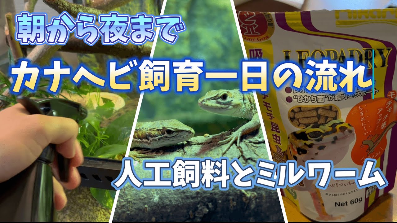 カナヘビの一日の動き　人工飼料レオパドライ　ミルワーム