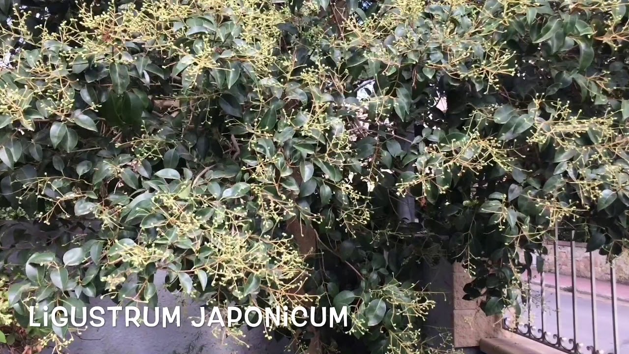 Ligustrum japonicum. Garden Center online Costa Brava - Girona.