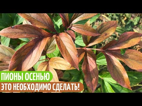 ОСЕННИЙ УХОД И ПОДКОРМКА ПИОНОВ ПЕРЕД ЗИМОВКОЙ. Мои цветы. Мой опыт.