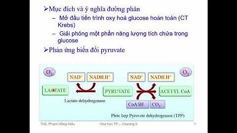 Chuyển hóa của acid pyruvic trong điều kiện hiếu khí năm 2024