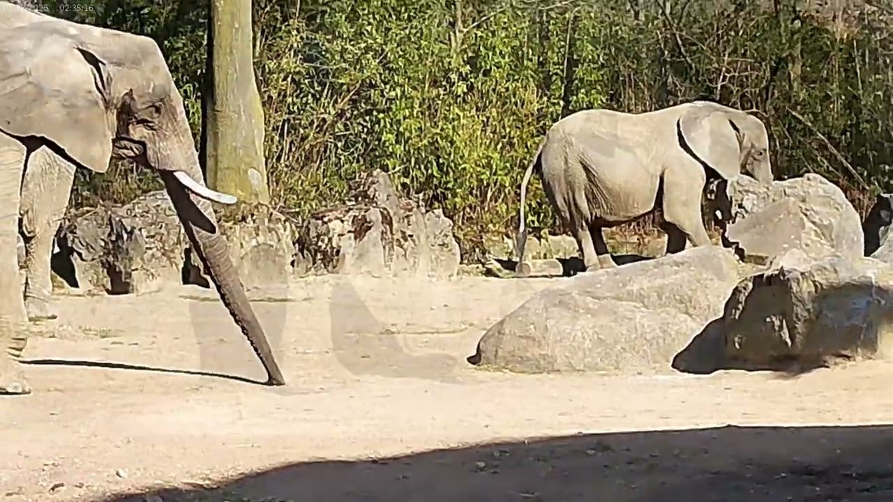 EEG Afrikanischer Elefant, Zoo Duisburg, D, 08.04.2025, Saiwa, Daisy und Etosha auf der Außenanlage.
