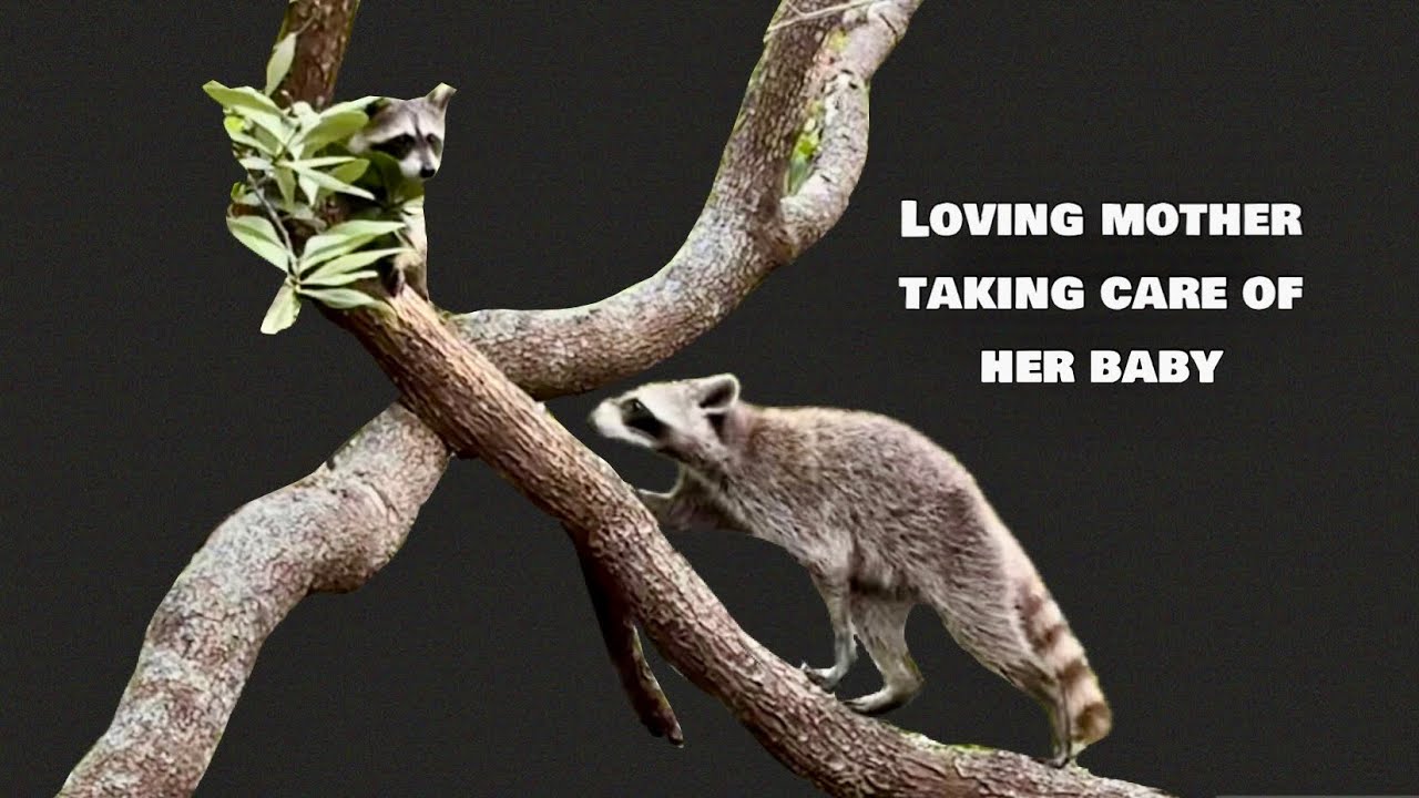 Momma Raccoon helping her kit passing through the limb of the tree # ...