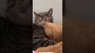 A love story #cat #cats #pets #cute #cutecat #catvideos #catlovers A love story #cat #cats #pets #cute #cutecat #catvideos #catlovers