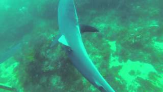 shark eats lion fish