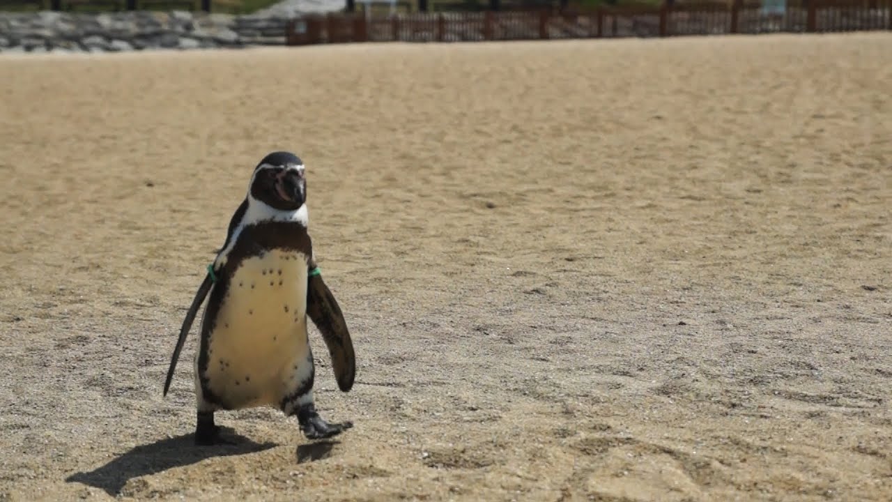 フンボルトペンギンが日本で増えすぎ 日本の凄すぎる繁殖環境に注目 しずくの海洋日報