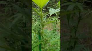 Week 5 Of Flowering Bloom Gorilla Glue Medical Cannabis Flowers Outdoor Grow