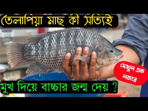 ভিডিও: তিলাপিয়া কি মুখের বাচ্চা?