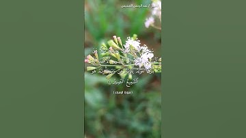 سورة الإسراء للشيخ: عبد الرحمن السديس