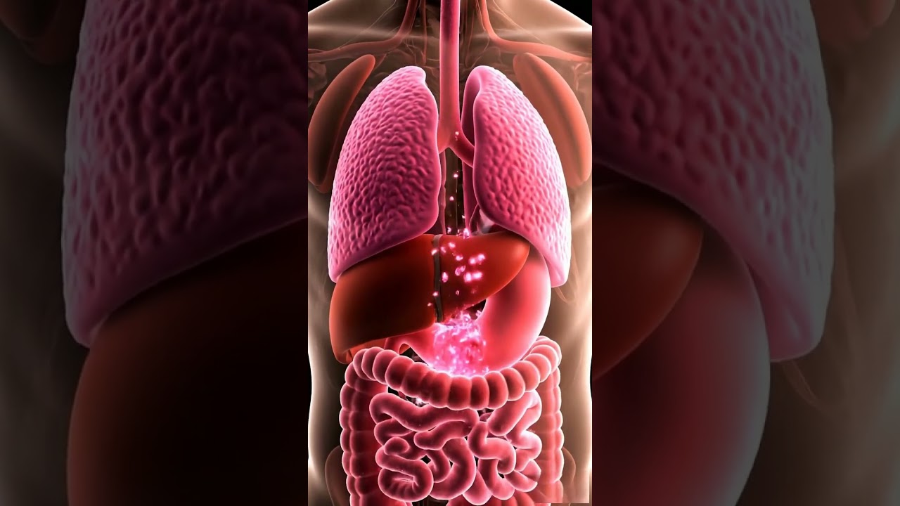 🍒 How Your Body Digests a Lychee | Realistic 3D Anatomy in 4K