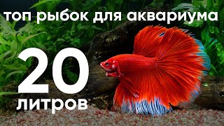 Топ рыбок для аквариума для 20 литров