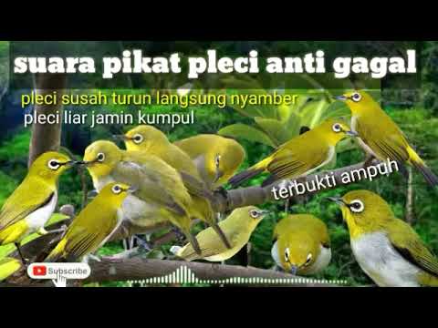 suara pikat pleci || pancingan pleci liar || terapi pleci