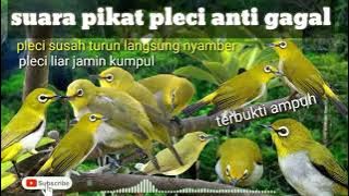 suara pikat pleci || pancingan pleci liar || terapi pleci