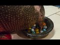 Daisy the nine-banded armadillo has a drink